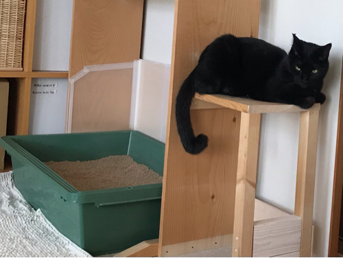 猫トイレの変更 Alohas Diary