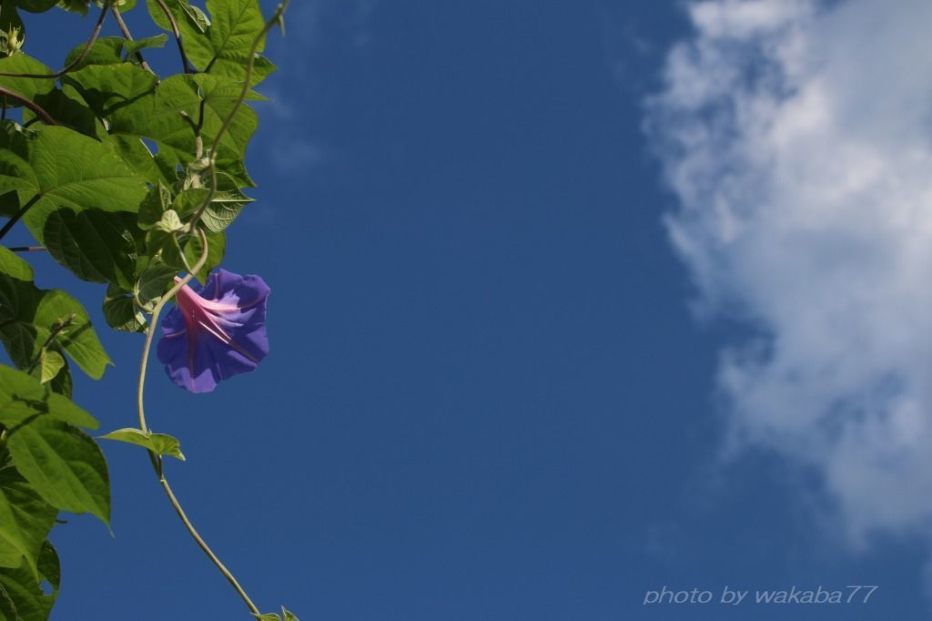 青空と雲と花・・・東京オリンピック開会式_e0052135_14084542.jpg