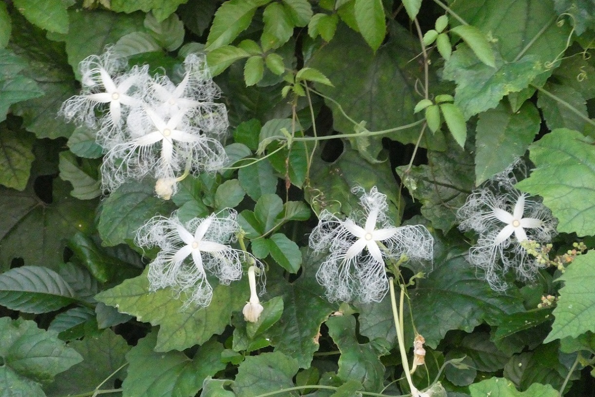 カラスウリが花開くころ そらいろのパレット