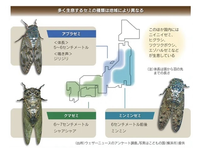 大人の自由研究 セミの鳴き声 ふだん着日和 大人の自由研究 セミの鳴き声 ふだん着日和