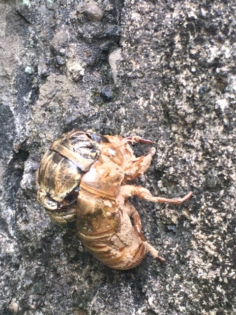 蜂の巣駆除の朝とメタモンピカチュウ完成とぽつんと1点いろいろとオリンピックｵﾔｰﾂと開会式と明日もやってます_d0399860_14580187.jpg