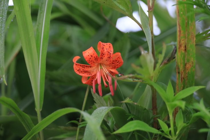 野反湖(3) ～たくさんの花たち～ (2021/7/19撮影)_b0369971_18002265.jpg