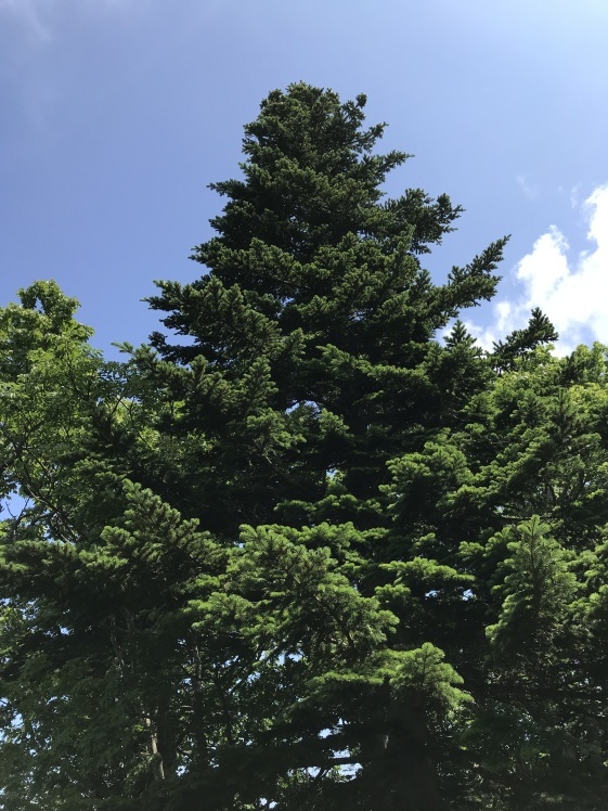 利尻島から稚内へ_b0034072_15042310.jpg