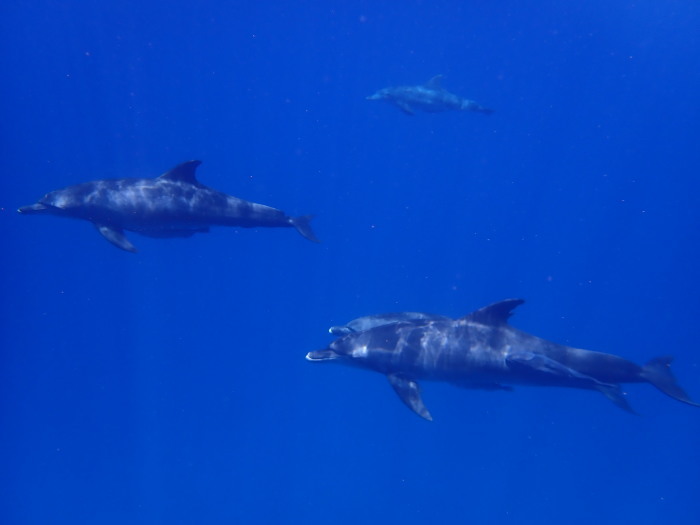 210723 ラッキードルフィン_a0335173_18430516.jpg