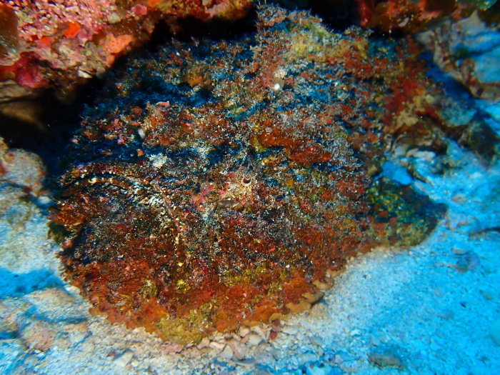 210723 ラッキードルフィン_a0335173_18440042.jpg