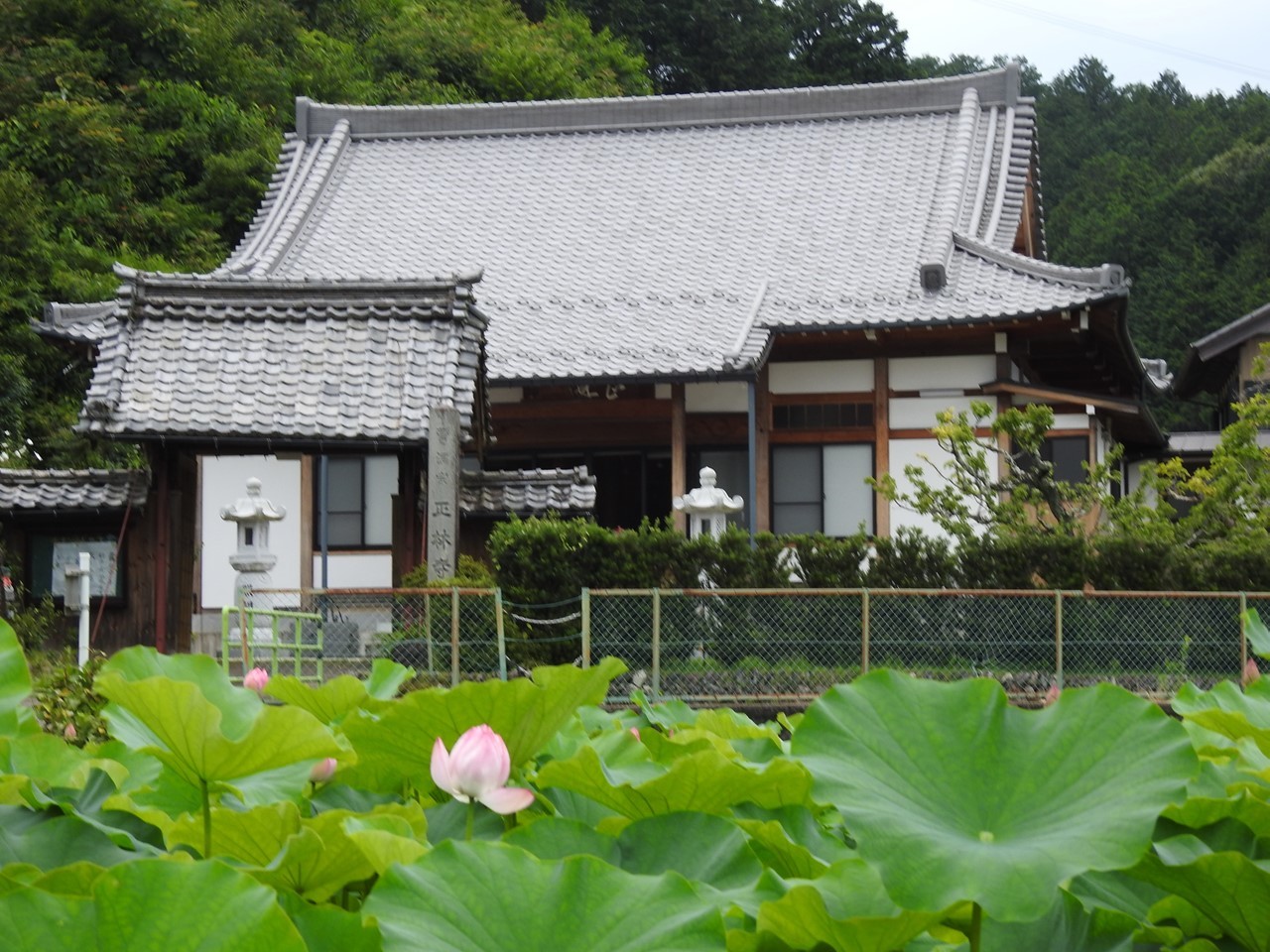 『美濃市笠神の正林寺の蓮』_d0054276_20114139.jpg