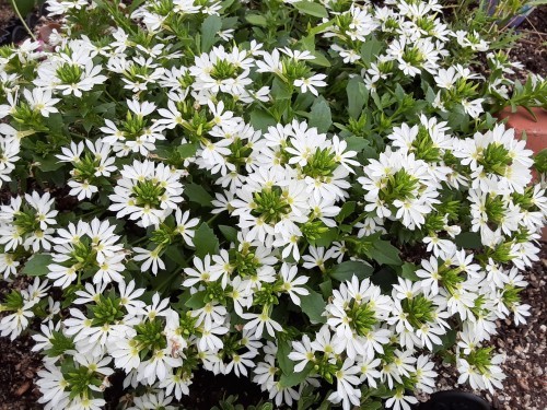 遊歩道に沿った長い花壇 病院の庭 病院の庭