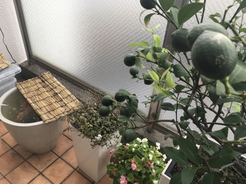 4連休2日目_f0347891_20045843.jpeg