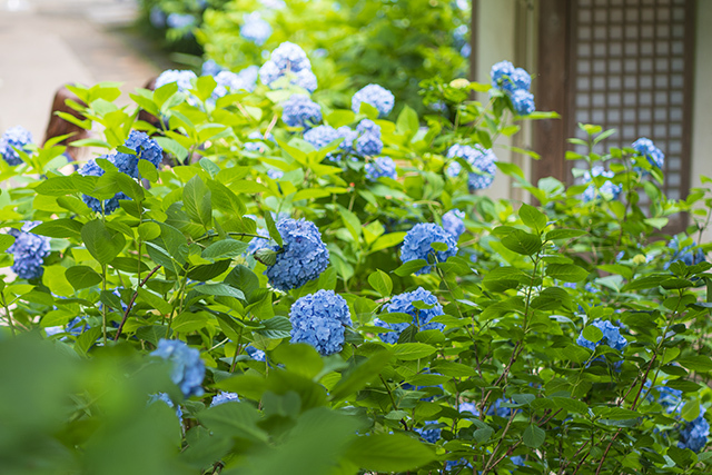 明月院ブルー・明月院（あじさい寺）　その３_b0145398_22342479.jpg