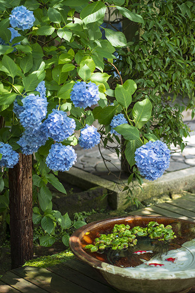 明月院ブルー・明月院（あじさい寺）　その３_b0145398_22352682.jpg