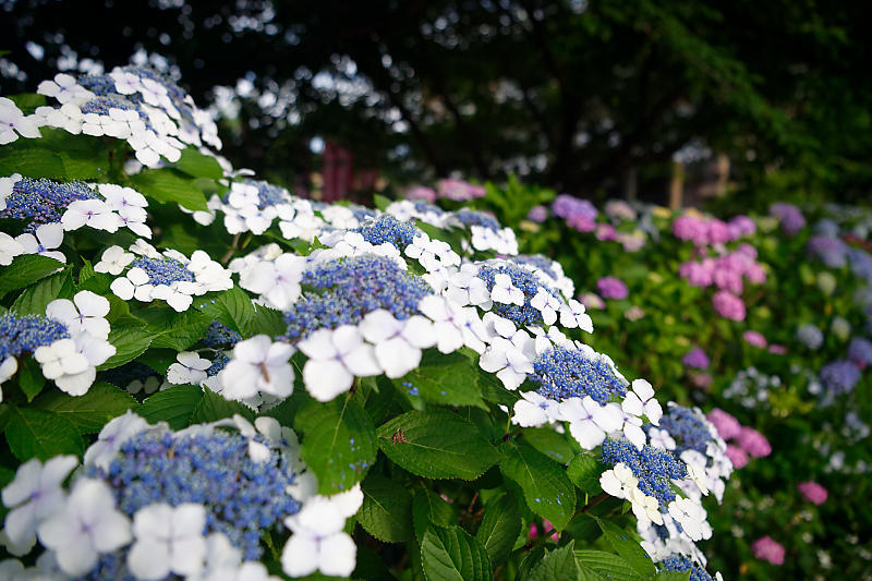 四季の花達　紫陽花@六孫王神社_f0032011_17401910.jpg