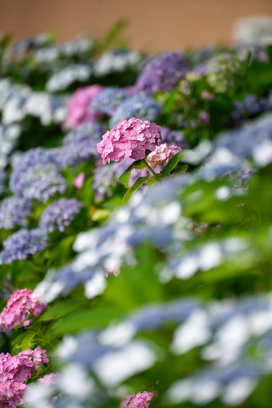 四季の花達　紫陽花@六孫王神社_f0032011_17402027.jpg