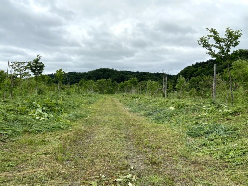 7月10日(土)NPO新山川草木 22世紀の森 草刈り_c0173813_18512023.jpg