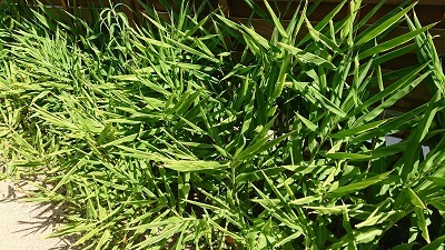 茗荷の効能(花木)_f0354314_11004678.jpg