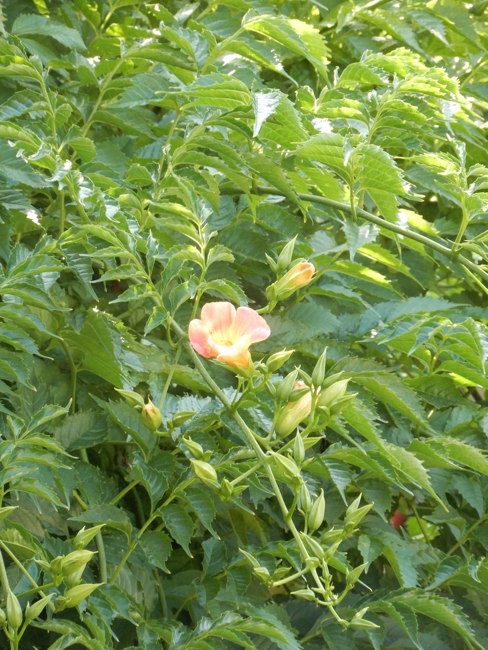 札幌市の大部分が真夏日_c0025115_21554124.jpg