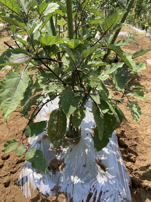 農業体験教室8 トマトの大収穫_d0348118_16300421.jpeg