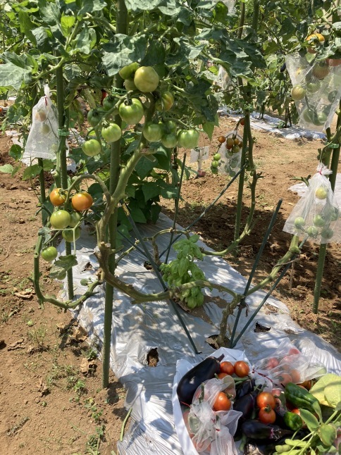 農業体験教室8 トマトの大収穫_d0348118_16310394.jpeg