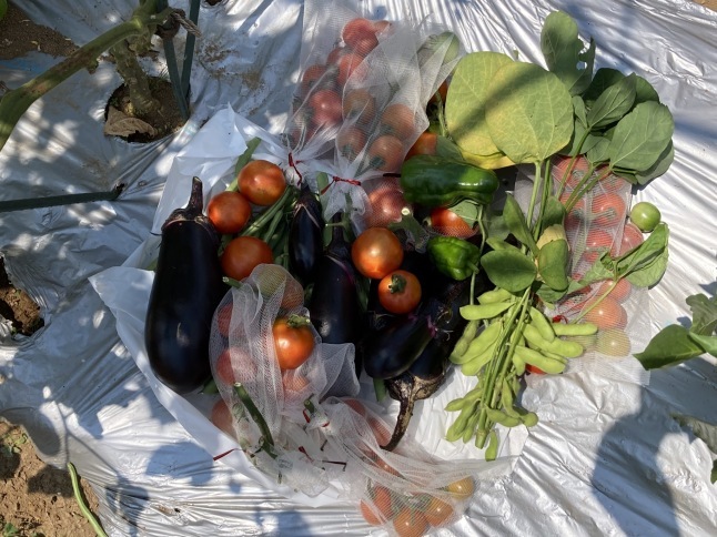 農業体験教室8 トマトの大収穫_d0348118_16313491.jpeg