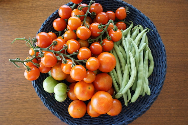 農業体験教室8 トマトの大収穫_d0348118_16322007.jpeg