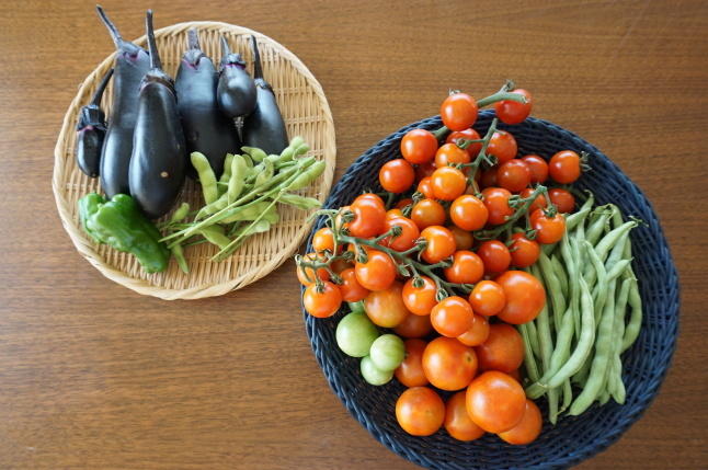 農業体験教室8 トマトの大収穫_d0348118_16331062.jpeg