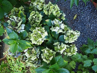 秋色紫陽花のリース_f0129726_20585456.jpg