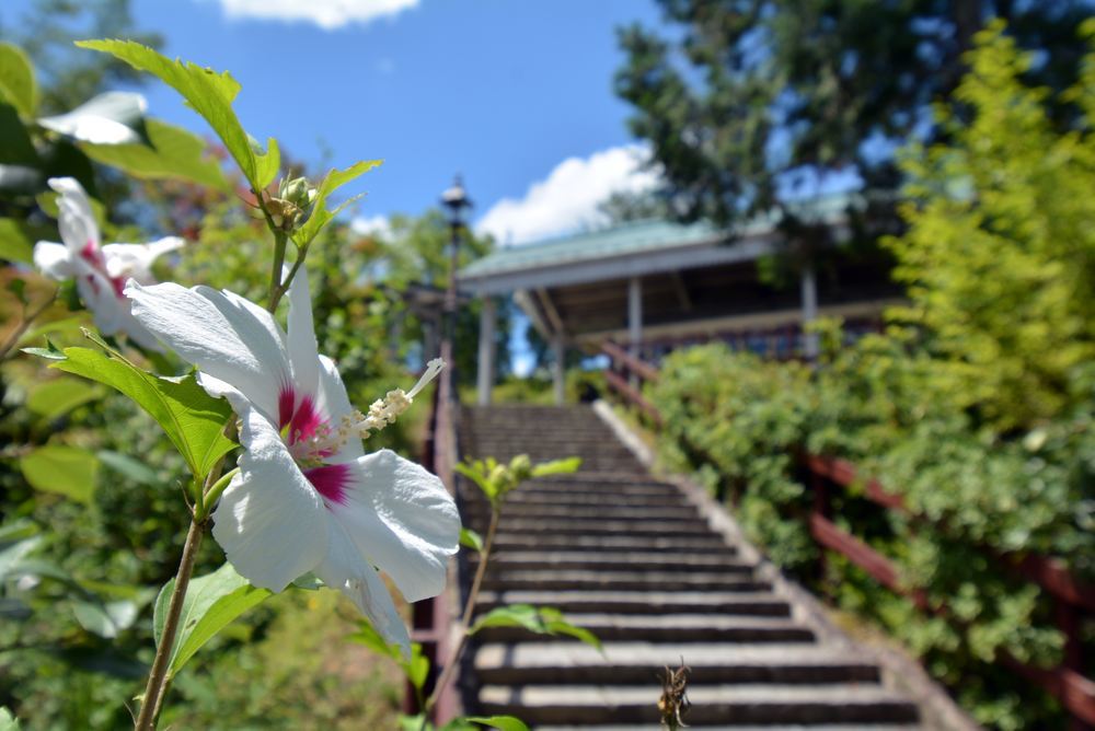 京都市電とムクゲの花_e0373930_19261678.jpg