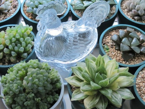 広がる斑入り葉ハオルチア 宝草錦 あるまじろの庭