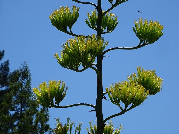 私市植物園のアオノリュウゼツラン 彩の気まぐれ写真