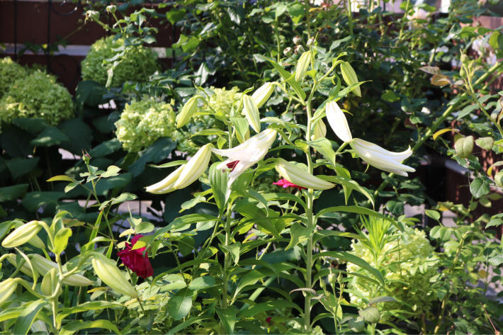 開き始めたカサブランカ 和紙畳 My Small Garden Sugar Plum 開き始めたカサブランカ 和紙畳 My Small Garden Sugar Plum