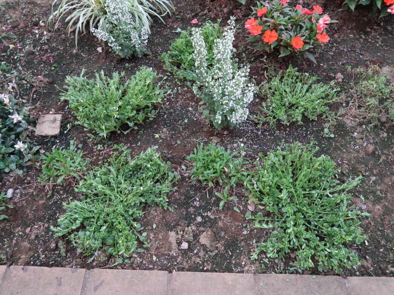 ジニア ガザニア ポーチュラカの切り戻し ニッキーののんびり気まま暮らし