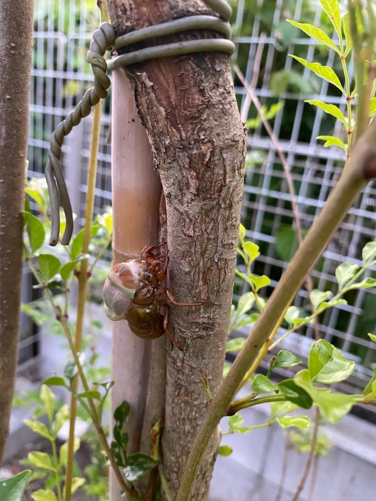夏ですね_d0359072_19495213.jpg