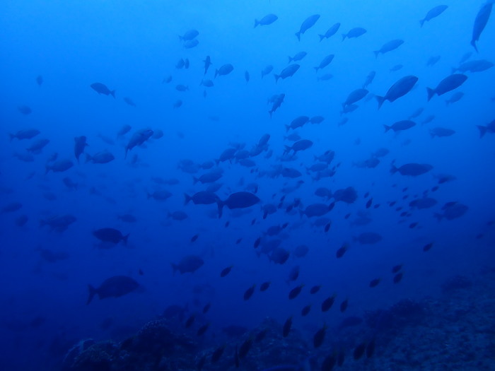 210724 We love KAIZIN_a0335173_14224623.jpg