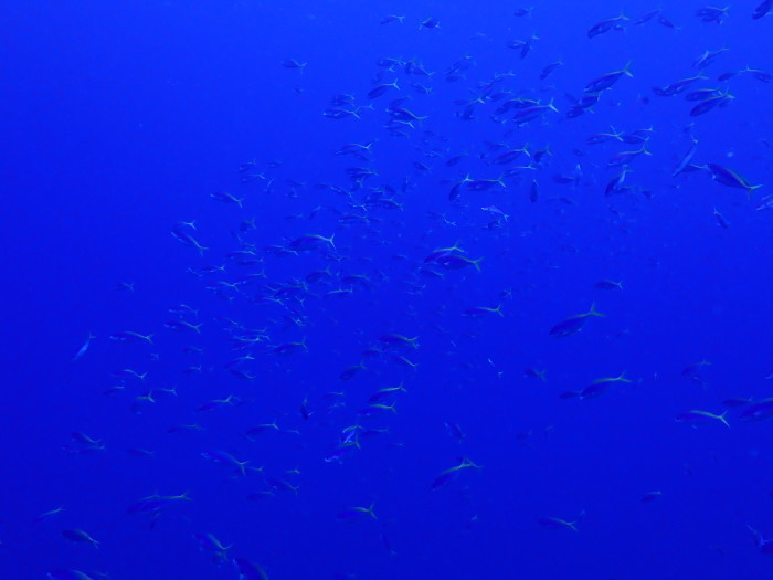 210724 We love KAIZIN_a0335173_14224651.jpg