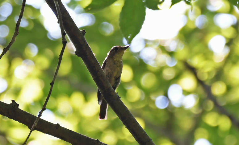 野鳥クラブ0718～野鳥観察会～_f0140773_11045705.jpg