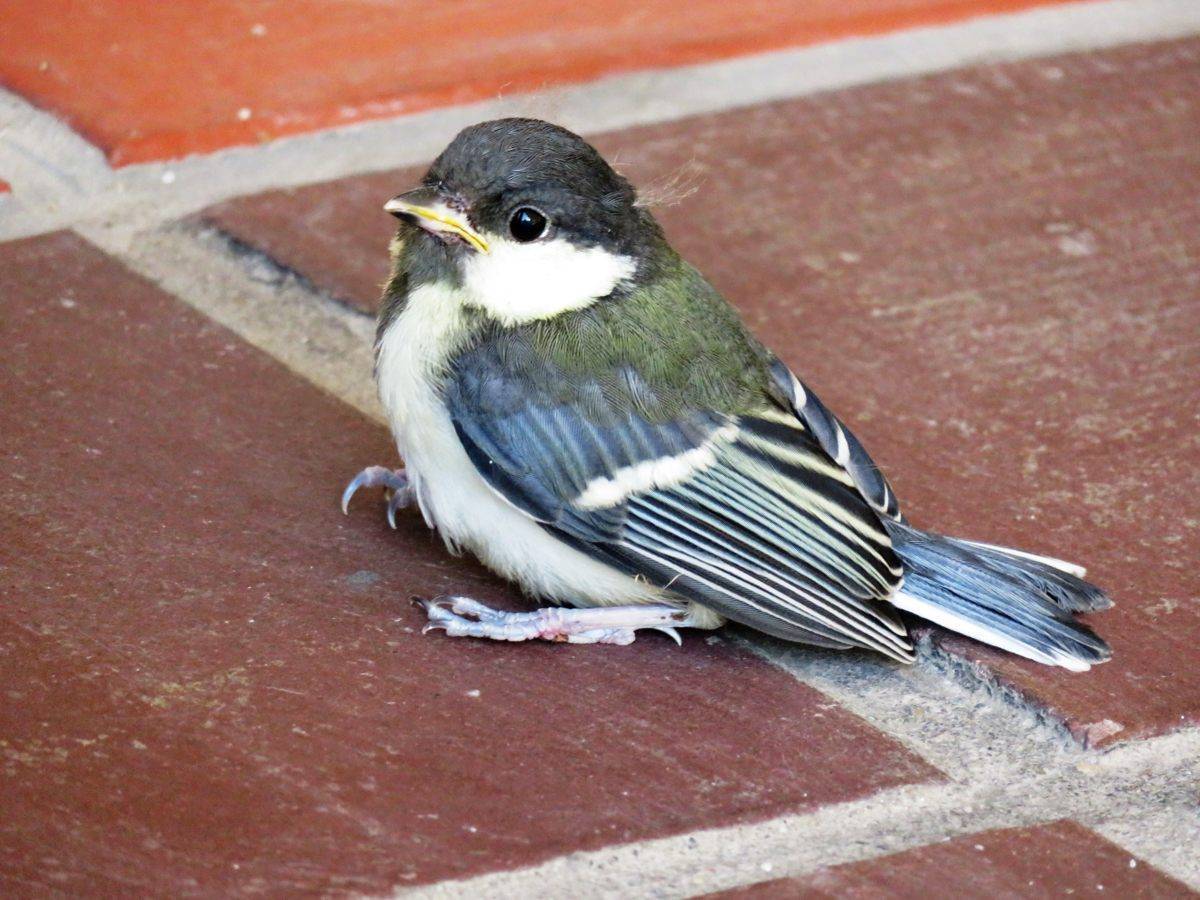 野鳥クラブ0718 野鳥観察会 宮城県 県民の森blog