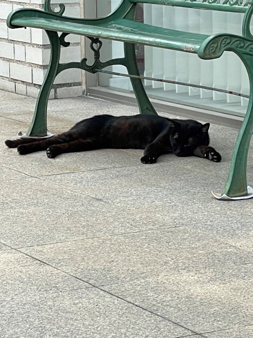 最近の猫ちゃん_b0263390_16153673.jpg