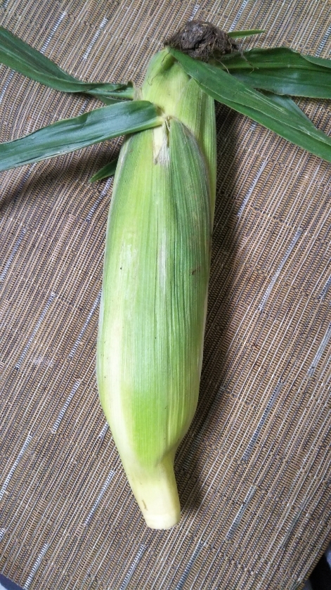MAIZE ICE CREAM_f0076001_22543945.jpg