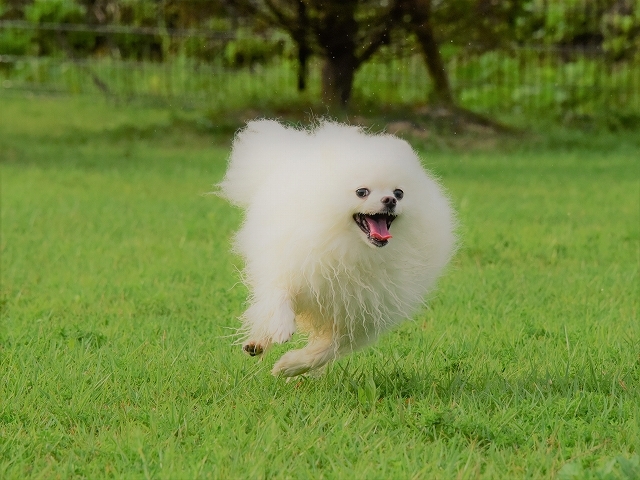メイちゃんにやめて欲しいこと(切実)_d0360206_19065107.jpg
