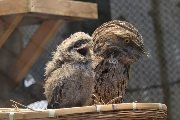 とろけるガマグチヨタカのヒナ「てんちゃん」（キャンベルタウン野鳥の森）_b0355317_20592134.jpg