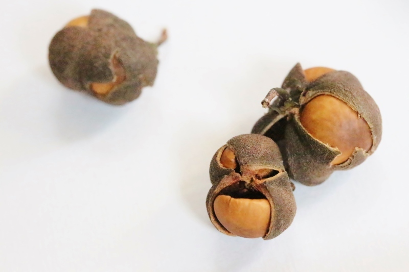 美味しそうで魅力的、心を奪われる「茶玉」_b0220318_14102312.jpg