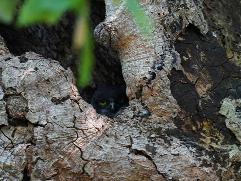 アオバズクの雛は3羽居ました! SMJ_a0382822_09542028.jpg
