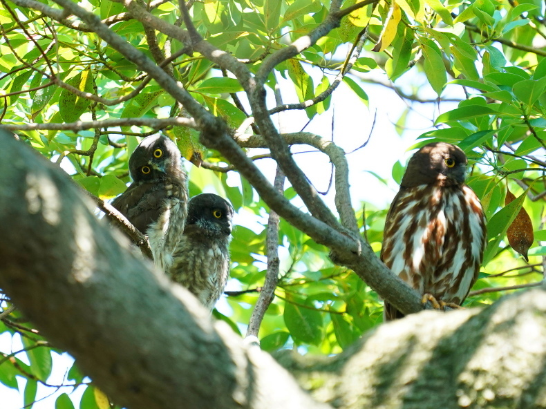 アオバズクの雛は3羽居ました! SMJ_a0382822_09543743.jpg