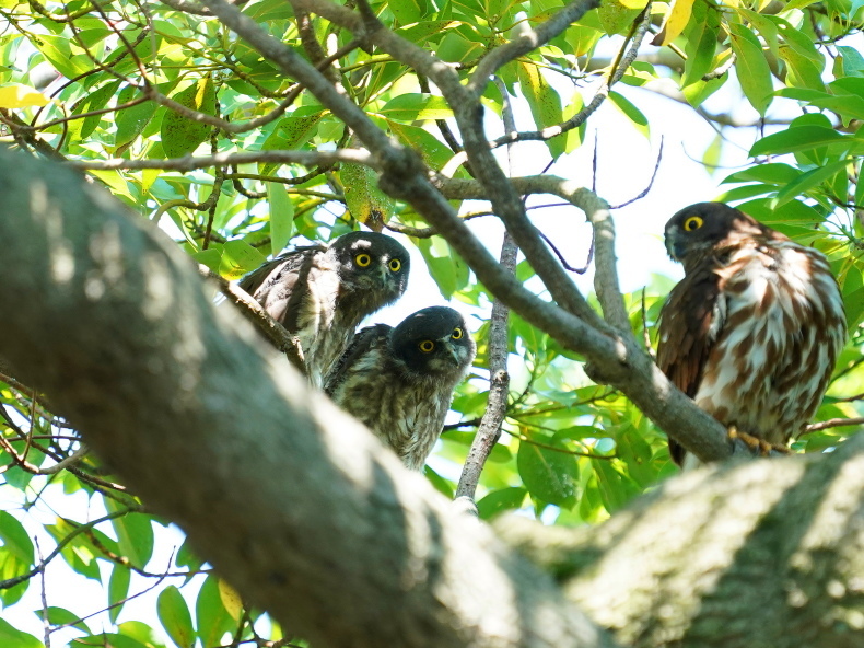 アオバズクの雛は3羽居ました! SMJ_a0382822_09551383.jpg