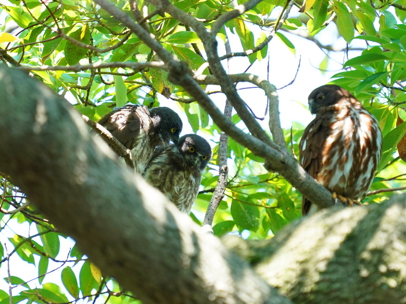 アオバズクの雛は3羽居ました! SMJ_a0382822_09562152.jpg