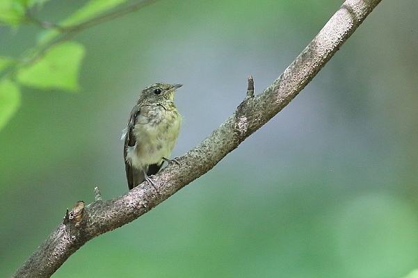 キビタキの幼鳥_e0413627_17333496.jpg