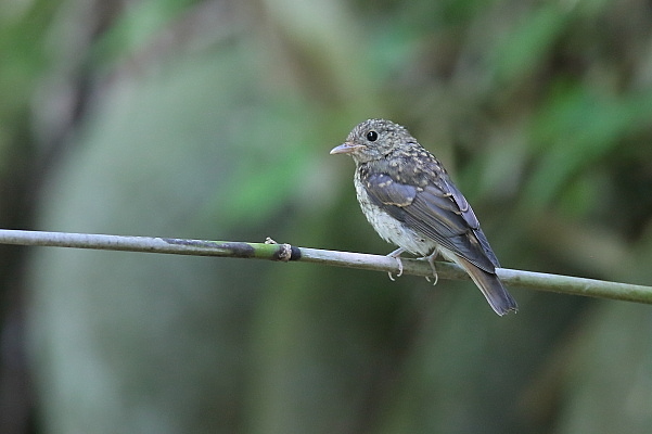 キビタキの幼鳥_e0413627_17340520.jpg