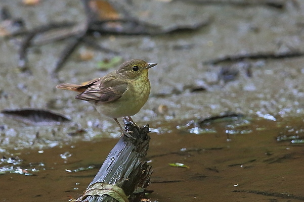 キビタキの幼鳥_e0413627_17343360.jpg