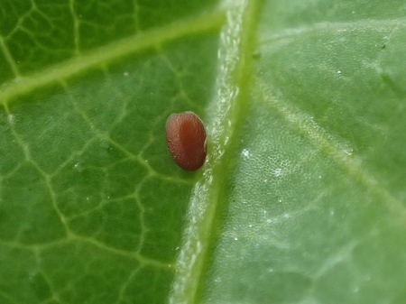 2021年6月下旬~7月 埼玉県北部拙宅の虫観察_c0353632_06301202.jpg