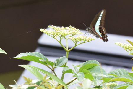 2021年6月下旬~7月 埼玉県北部拙宅の虫観察_c0353632_06461815.jpg