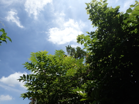2021年6月下旬~7月 埼玉県北部拙宅の虫観察_c0353632_06490871.jpg
